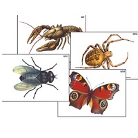Модель-аппликация "Разнообразие беспозвоночных" (ламинированная) - «globural.ru» - Великие Луки