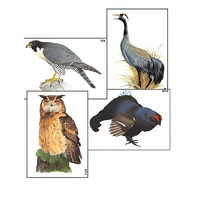 Модель-аппликация "Разнообразие высших хордовых 1. Пресмыкающиеся и птицы" (ламинированная) - «globural.ru» - Великие Луки