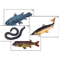 Модель-аппликация "Разнообразие низших и высших хордовых" (ламинированная) - «globural.ru» - Великие Луки