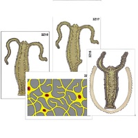 Модель-аппликация "Строение и размножение гидры" (ламинированная) - «globural.ru» - Великие Луки