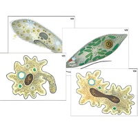 Модель-аппликация "Строение и разнообразие простейших" (ламинированная) - «globural.ru» - Великие Луки