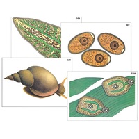 Модель-аппликация "Циклы развития печеночного сосальщика и бычьего цепня" (ламинированная) - «globural.ru» - Великие Луки
