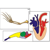 Модель-аппликация "Эволюция важнейших систем органов позвоночных" (ламинированная) - «globural.ru» - Великие Луки
