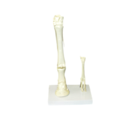 Модель "Скелет конечностей лошади и овцы" (на подставке) - «globural.ru» - Великие Луки