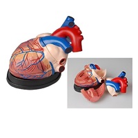 Модель сердца в разрезе (демонстрационная) - «globural.ru» - Великие Луки