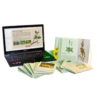 Гербарий натурально-интерактивный "Дикорастущие растения" - «globural.ru» - Великие Луки