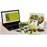 Коллекция натурально-интерактивная "Голосеменные растения" - «globural.ru» - Великие Луки