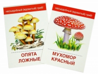 Раздаточные карточки "Грибы съедобные и не съедобные" - «globural.ru» - Великие Луки