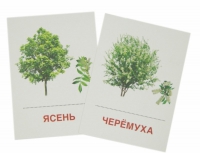 Раздаточные карточки "Деревья и кустарники" - «globural.ru» - Великие Луки