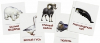 Раздаточные карточки "Животные холодных широт" - «globural.ru» - Великие Луки