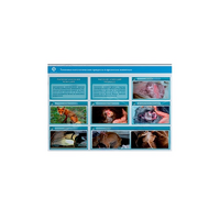 Стенд-планшет светодинамический "Изучение типических патологических процессов в организмах животных" - «globural.ru» - Великие Луки