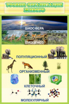 Стенд "Уровни организации живого" - «globural.ru» - Великие Луки