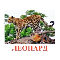 Карточки Домана "Дикие животные-2" - «globural.ru» - Великие Луки