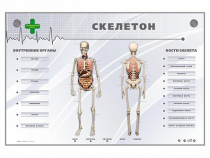 Электрифицированный стенд-тренажер "Скелетон" - «globural.ru» - Великие Луки