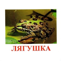 Карточки Домана "Амфибии и рептилии" - «globural.ru» - Великие Луки