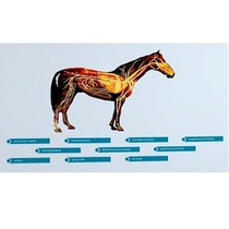 Стенд-планшет светодинамический "Изучение кровеносной системы сельскохозяйственных животных" со сменными панелями - «globural.ru» - Великие Луки