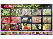 Комплект оборудования "Живой уголок" (растения) с тифлопереводом и сурдокомментариями - «globural.ru» - Великие Луки