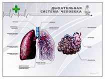 Стенд "Дыхательная система человека" - «globural.ru» - Великие Луки