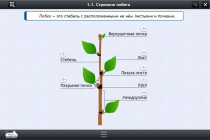 Интерактивные курсы. Биология 6 класс. Расширенный - «globural.ru» - Великие Луки