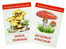 Раздаточные карточки "Грибы съедобные и не съедобные" - «globural.ru» - Великие Луки