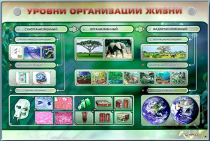 Электрифицированный стенд "Уровни организации жизни" - «globural.ru» - Великие Луки