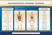 Электрифицированный стенд-тренажер c макетом скелета "Анатомическое строение человека" - «globural.ru» - Великие Луки