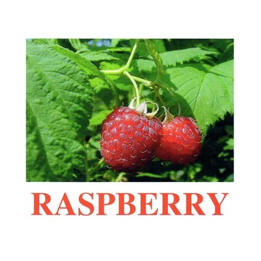 "Berries-1" ("Ягоды-1") английские карточки Домана - «globural.ru» - Великие Луки