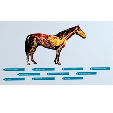 Стенд-планшет светодинамический "Изучение кровеносной системы сельскохозяйственных животных" со сменными панелями - «globural.ru» - Великие Луки