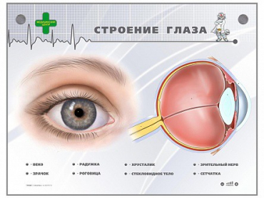 Интерактивный стенд "Строение глаза" - «globural.ru» - Великие Луки