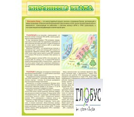 Стенд "Биосинтез белка" - «globural.ru» - Великие Луки